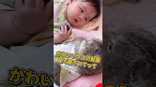 １分で癒やされるネコの動画5選#shorts#cat#cute#kitten#pets#猫