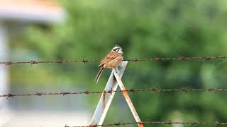 ホオジロ飛ぶ