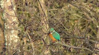 井頭公園の鳥たち