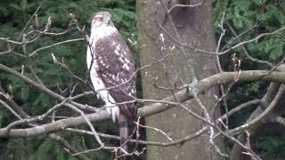 Bronx Cooper's Hawk