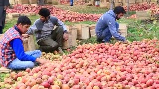 Kashmir Valley - Beautiful Apple Orchards ..കാശ്മീർ താഴ്‌വരയിലെ ആപ്പിൾ തോട്ടങ്ങൾ