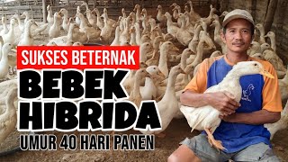 SUKSES BETERNAK BEBEK HIBRIDA PEDAGING 40 HARI PANEN