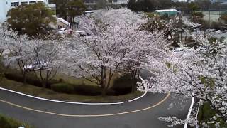 東海大学福岡短期大学 2017.04.07 桜