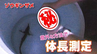 激レア！ゾウギンザメの身体測定！