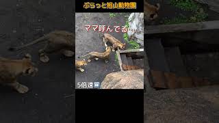 飼育員を困らすやんちゃな3姫。旭山動物園のライオンオリトイオファミリー #shorts#zoo#lion#animals