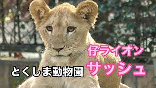 ライオン　サッシュちゃん　すくすく成長中です【とくしま動物園】Lion Sash-chan Tokushima Zoo