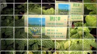 20120711八里垃圾掩埋場賞甲蟲喫枝冰江蕙 擔輸贏