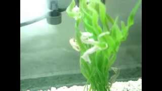 Dwarf Seahorses (Hippocampus Zosterae)