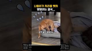 고양이에게 자리를 빼앗긴 댕댕이의 놀라운 행동 #shortvideo