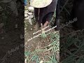 rahasia tanam daun bawang bawang daun agar daun cepat keluar