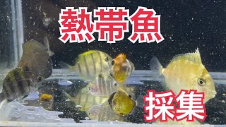 【ガサガサ】熱帯魚死滅回遊魚採集新魚種キター