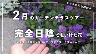 冬の日陰でも咲いた！テラスの花全部紹介・マーガレットやクリスマスローズが開花