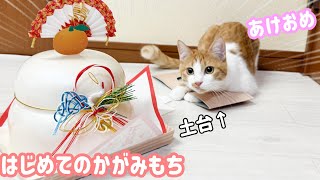 はじめて鏡餅を見る子猫がこうなってしまいました