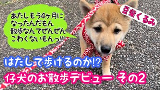 豆柴仔犬のお散歩デビュー！第二弾！【豆柴くるみ】vol.41