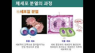 [2023] KJSO 1단계 생물 8주차-(1) 세포분열(1)