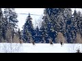 najlepšie jelene z liptova obrovské stádo v pohybe huge herd of red deers 🏃🐾🏃🐾🏃🐾