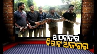 Big Python Snake Rescued From Athagarh