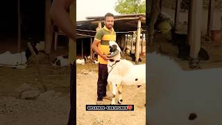 Karnataka Menda Sultan 🏆 Sirf 2 Dat pe Bohot Hi Bade Size Me||Karnataka Bloodline Sheep Unique