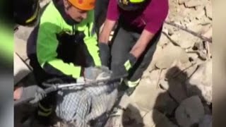Cat pulled from rubble 15 days after Italy quake