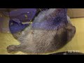 【カワウソのビンゴ】タンスを荒らしたのは誰だ！？ otter bingo case file who vandalized the drawer