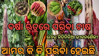 ବର୍ଷା ଋତୁରେ ପରିବା ଚାଷ, ଆମର କି କି ପରିବା ହୋଇଛି, ମୋର ଦୈନନ୍ଦିନ କାମ।#dailyvlog @NilimaVlogs143