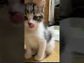 野良猫の赤ちゃん子猫を保護したらめちゃくちゃ可愛かった　 shorts 子猫 保護猫 かわいい子猫 ねこ 猫のいる暮らし kitten