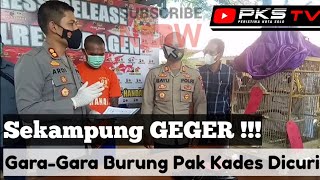 Sekampung Geger !!! ... Gara-Gara Burung Pak Kades, Kok Bisa Ya ???