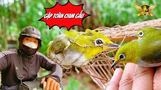 Bẫy Cả Đàn Bánh Tẻ Và Chim Bố Hăng Máu Lao Đến Và Cái Kết - Pleci Bird Trap Funny | KTB