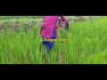 removing weeds from hand pounded rice field traditional method