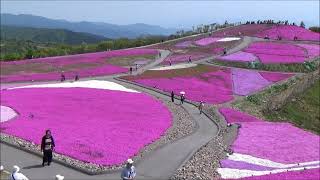 茶臼山高原(芝桜まつり2018)