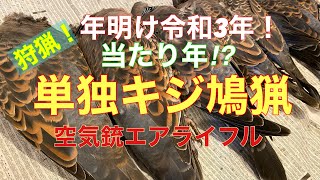 狩猟！年明け令和３年は当たり年？単独キジ鳩猟　空気銃エアライフル