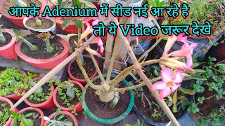 Adenium के पोधे पर बीज कैसे लाएं /अगर आपके Adenium में फलिया नई आ रही तो ये काम जरूर करे , Adenium