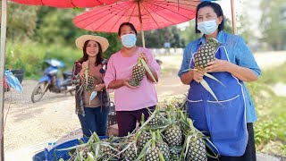 วิธีการเลือกซื้อ สับปะรดหวานกรอบ  สับปะรดหวานฉ่ำ หอม แซ่บ  ไร่ม่วง จ.เลย