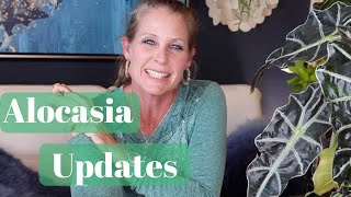 #alocasia UPDATE | 3 ALOCASIA PLANTS IN SEMIHYDROPONICS AND HOW THEY ARE DOING AFTER GOING INTO LECA