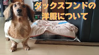 ダックスフンドが着る服について。【Dachshund】