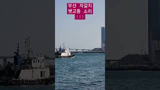 부산 자갈치 뱃고동 소리~