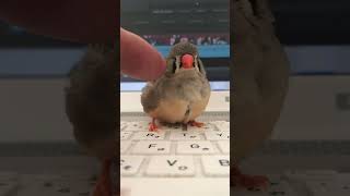 何で？３連続で私を避けるキンカチョウあずき！　Why? Zebra Finch \