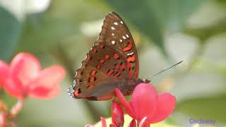 butterfly.210102501a02np-euthalia lubentina 紅斑翠蛺蝶-A001C01