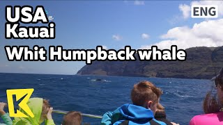 【K】USA Travel-Kauai[미국 여행-카우아이]흑동고래와의 만남/Humpback whale/Pacific/Sea