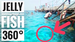 360° VR Jellyfish Snorkeling Hurghada Egypt | Samsung Gear 360 videos