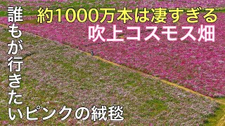 誰もが行きたい約1000万本のピンクの絨毯！「埼玉県鴻巣市 吹上コスモス畑」ドローン男子空撮