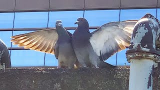 鳩の交尾？喧嘩？友情の証？