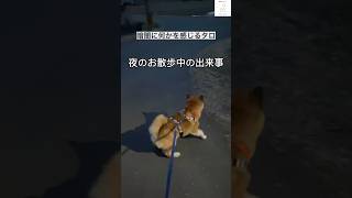 幽霊と会話してるの？しゃがれ声の柴犬🐶　#保護犬 #柴犬　#犬　#犬の散歩　#shorts