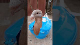 Kalapati treatment #pigeon #kabutar #kalapati #birds