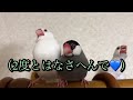 【文鳥劇場】もう二度とはなせへんで 483