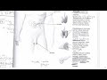 ukŁad hormonalny wstęp anatomia i fizjologia człowieka korepetycje z biologii 300