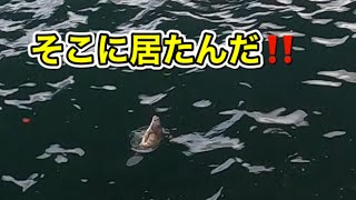 チヌ釣りで一番難しいのは場所選び