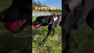 貸切状態のドッグランを満喫！#shorts #ラブラドールレトリバー