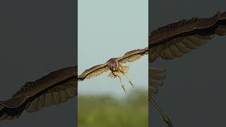 night heron flying #heron #bird #wildlife #nature