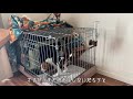 【子犬の脱走】お迎えから4日目にしてケージから脱走しました【ビーグル 多頭飼い】beagle puppy